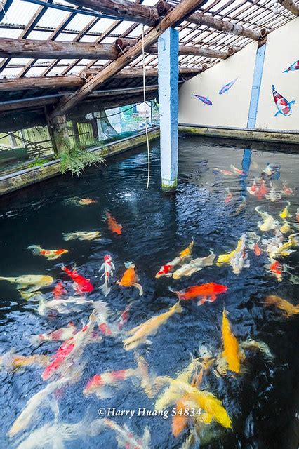 佳河錦鯉園